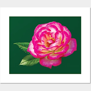 Roses - Pink and White Rose Posters and Art